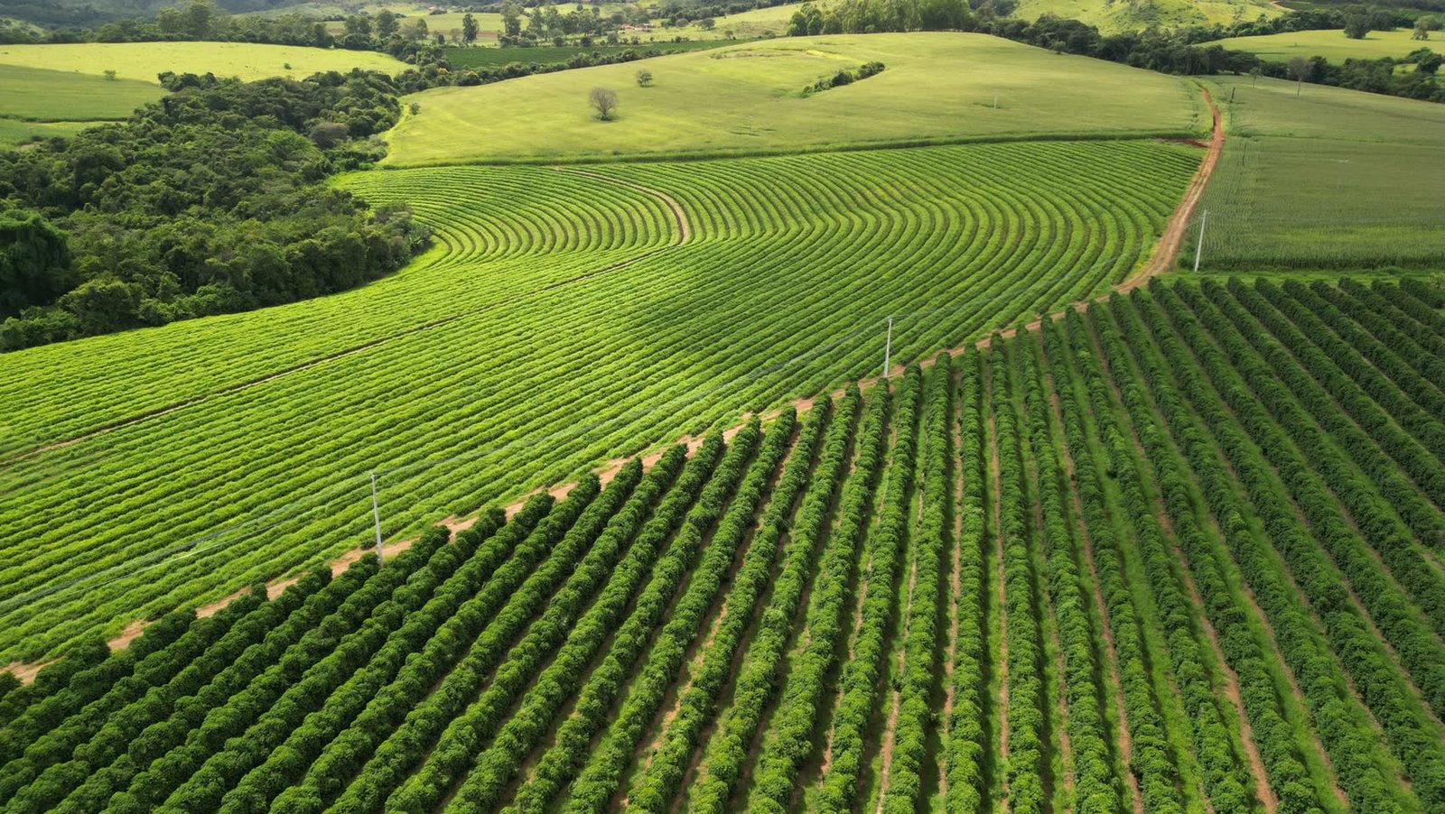 Lavoura de café em curvas de nível na Fazenda Goiabas