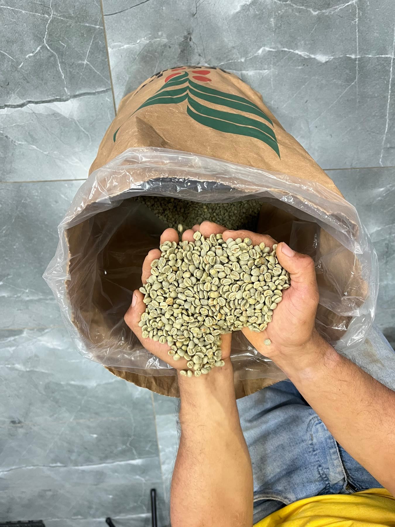 Café verde beneficiado da Fazenda Goiabas nas mãos do produtor