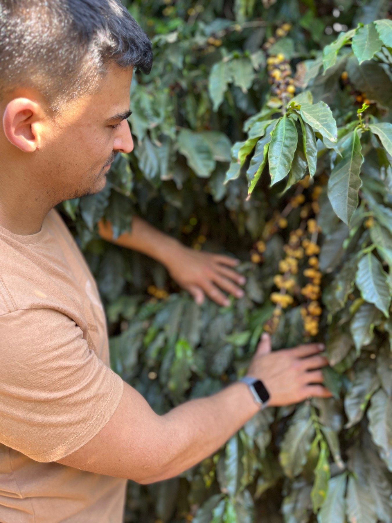 Vinicius na lavoura da Fazenda Goiabas com os frutos do café